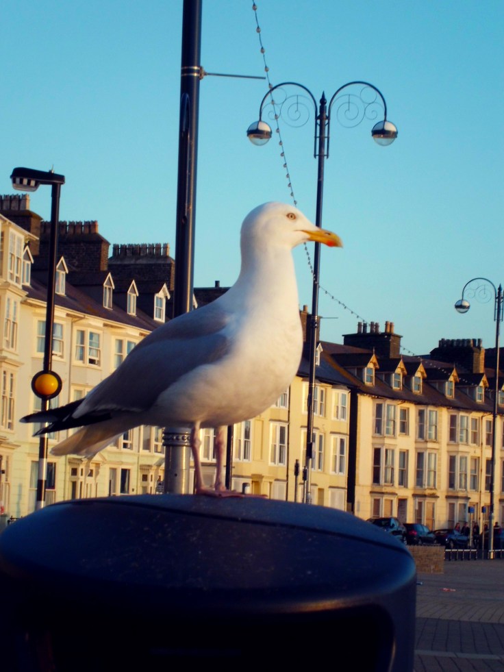 © trashbus/Renata Britvec, 2013