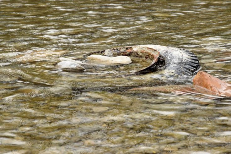 Car Tire. The River Told Me About It. River Lech, Augsburg, Germany. 2018. © Trashbus ǀ Renata Britvec