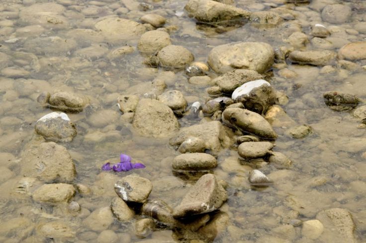 Purple Crocus II. The River Told Me About It. River Lech, Augsburg, Germany. 2018. © Trashbus ǀ Renata Britvec