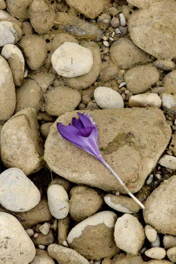 Purple Crocus. The River Told Me About It. River Lech, Augsburg, Germany. 2018. © Trashbus ǀ Renata Britvec