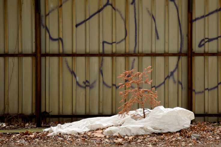 Tree. Berlin's Wild Northwest. Berlin, Germany. 2018 © Trashbus ǀ Renata Britvec