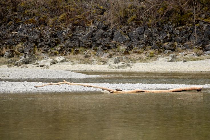 Tree Log. The River Told Me About It. River Lech, Augsburg, Germany. 2018. © Trashbus ǀ Renata Britvec