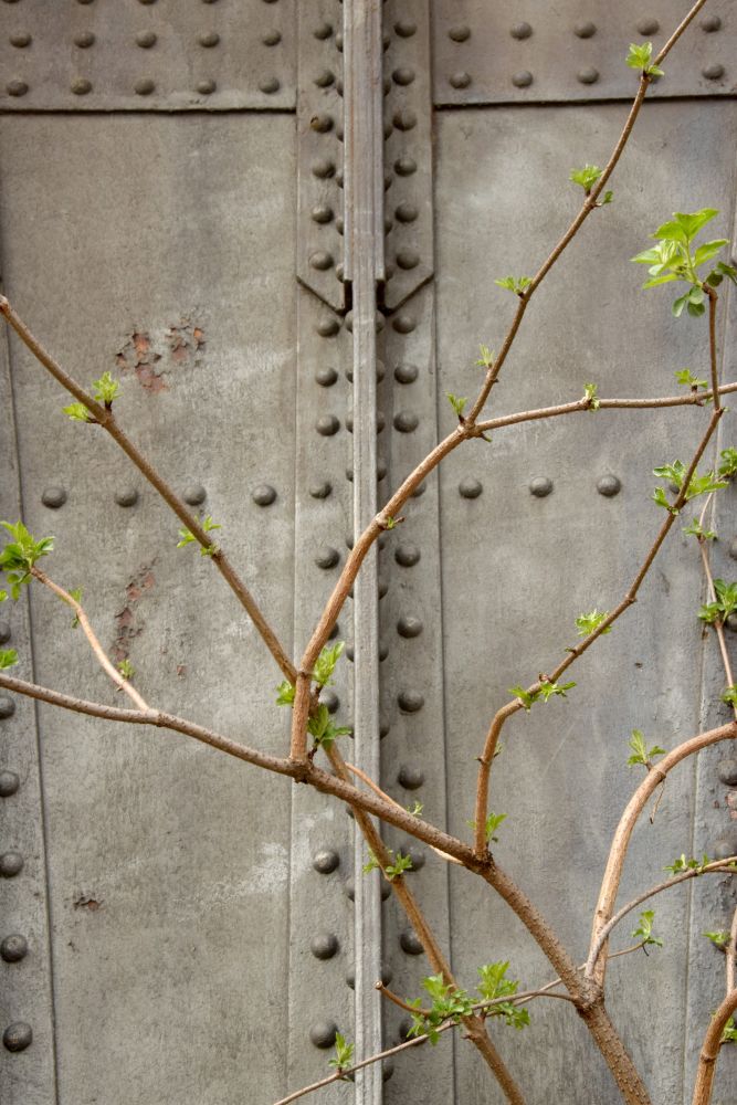 Twigs II. Berlin's Wild Northwest. Berlin, Germany. 2018 © Trashbus ǀ Renata Britvec