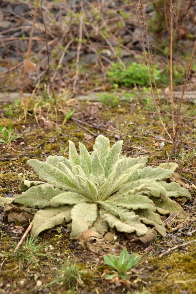 Weed. Berlin's Wild Northwest. Berlin, Germany. 2018 © Trashbus ǀ Renata Britvec