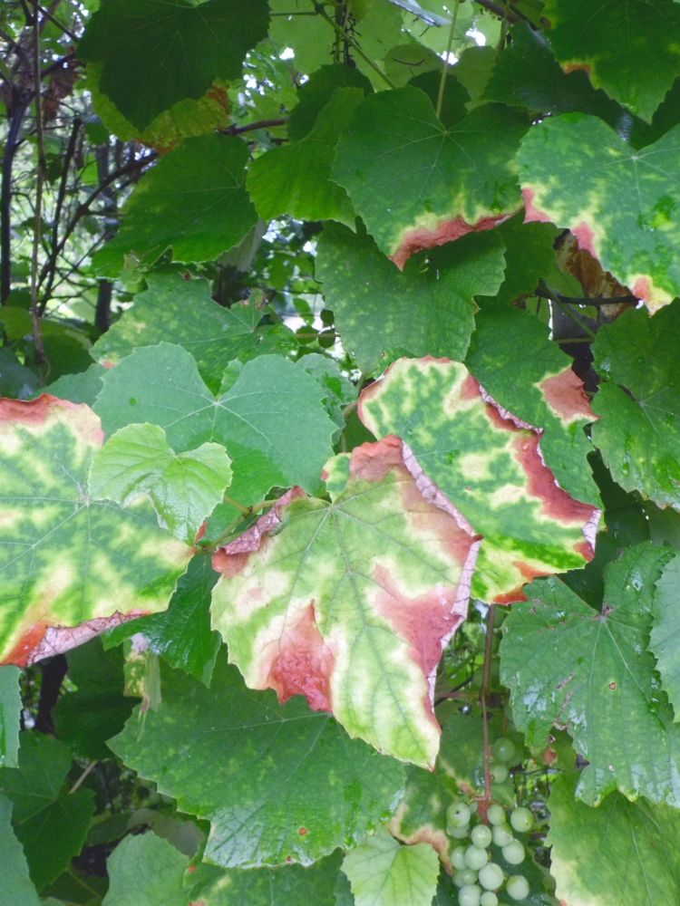 Burned Vine Leaves. Summer is a Ghost from the Past. Lipnica, Tuzla, BiH. 2018. © Trashbus ǀ Renata Britvec