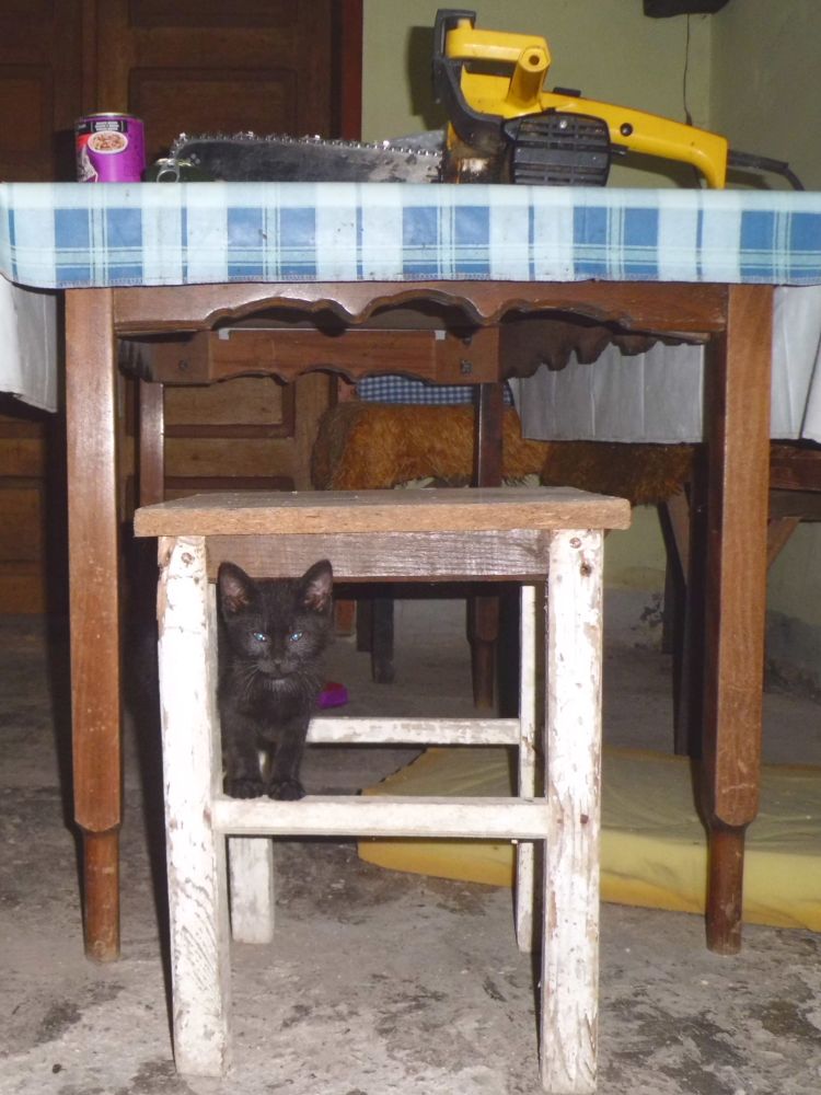 Chainsaw and Little Black Cat. Summer is a Ghost from the Past. Lipnica, Tuzla, BiH. 2015. © Trashbus ǀ Renata Britvec