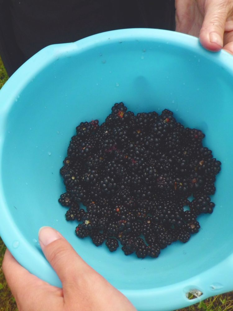 Sharing Blackberries. Summer is a Ghost from the Past. Lipnica, Tuzla, BiH. 2018. © Trashbus ǀ Renata Britvec