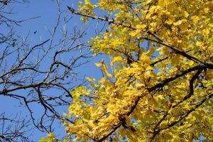 Branches and Leaves. Fall. Short Hellos & Long Goodbyes. LipnicaTuzla, BiH. 2017 © Trashbus ǀ Renata Britvec