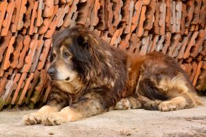 Debeli in front of Roof Tiles. Spring. Short Hellos & Long Goodbyes. LipnicaTuzla, BiH. 2017 © Trashbus ǀ Renata Britvec