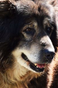 Debeli. Spring. Short Hellos & Long Goodbyes. LipnicaTuzla, BiH. 2017 © Trashbus ǀ Renata Britvec