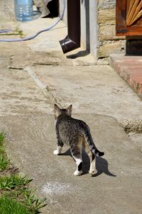 Micika on Her Way. Summer. Short Hellos & Long Goodbyes. LipnicaTuzla, BiH. 2017 © Trashbus ǀ Renata Britvec