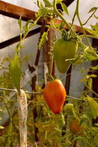 Tomatos in Greenhouse. Short Hellos & Long Goodbyes. LipnicaTuzla, BiH. 2017 © Trashbus ǀ Renata Britvec