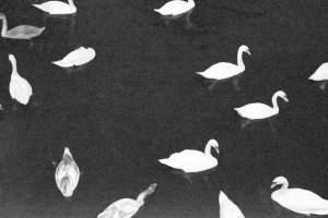 Swans. Ghost Night. Berlin, 2020. © Trashbus ǀ Renata Britvec