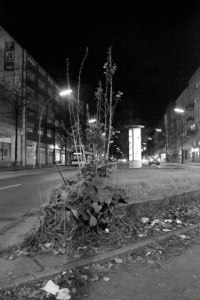 Urban Plant. Ghost Night. Berlin, 2020. © Trashbus ǀ Renata Britvec